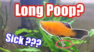 Long Poop From Fish Is it Healthy How to Stop Long Poop Goldfish Swordfish Guppies etc [upl. by Ardaid]