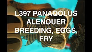 L397 PANAQOLUS ALENQUER  BREEDING EGGS FRY [upl. by Jump]