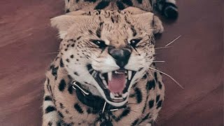 Wild Serval Myxa Hissing Compilation  Sogga  Сервал [upl. by Merlin176]