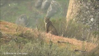 Lince Ibérico Sierra de Andújar 2015 [upl. by Serge607]