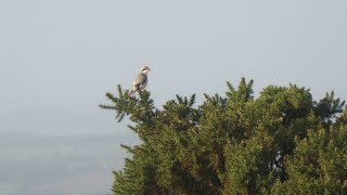 Lesser Grey Shrike Caradon Hill Bodmin Moor Cornwall [upl. by Inigo]