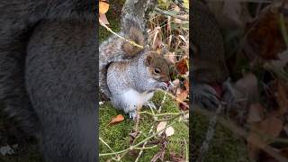 Squirrel devours nutritious Rosehip snack [upl. by Elatia]