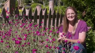 Champion of the Garden Rose Campion [upl. by Keldah]