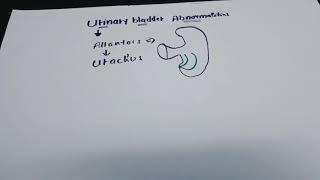 Urogenital system development  part 9 Allantois amp Urachus [upl. by Huskamp]