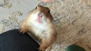 Poppy the Prairie Dog is live and doing some WAHOOs 🥰 [upl. by Mella]