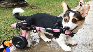 Paralyzed Corgi Never Stops Smiling  The Dodo [upl. by Proud]