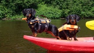 Kayaking with Dachshunds  GoPro Doggy Cam  Crusoe amp Oakley Go Kayaking [upl. by Uehttam]