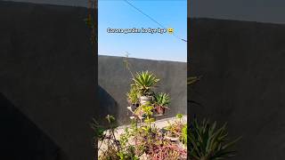 Garden work garden trending shorts ytshorts viralvideo viral [upl. by Eiramlatsyrc323]