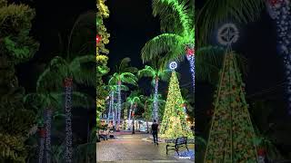 Christmas Lights in Key West keywest keywestchristmas [upl. by Derron]