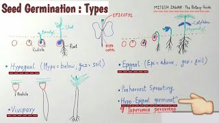 Seed Germination Types  Hypogeal Epigeal Vivipary amp Hypoepigeal germination  Types of Germination [upl. by Assirual445]