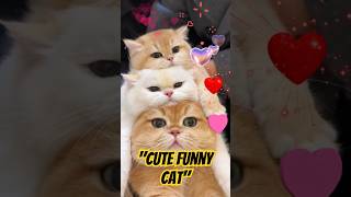 FUNNY CAT VIDEOS 🤣📷 cat catlover funnycat shortvideo shortsfeed shorts shortsvideo funny [upl. by Zaslow768]