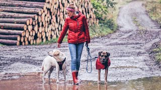 Labrador ein Anfängerhund  SO ist es wirklich mit 2 Hunden  Zusammenführung Hund amp Katze  QampA [upl. by Hubbard]