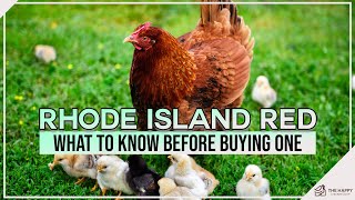 Rhode Island Red What to Know Before Buying One [upl. by Margi656]