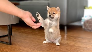 2MonthOld Shiba Inu Puppy Compilation [upl. by Mogerly744]