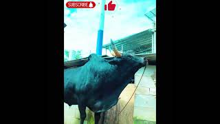 Beautiful black Bull ❤️ healthy cow l farmanimals bull cow shots viral video trending [upl. by Noicpesnoc993]