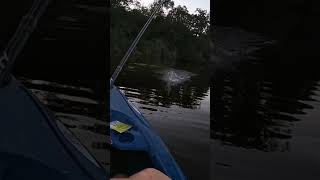 More kayak fishing CatchingBass Fishing Kayak FYP Viral ￼ [upl. by Jobina564]