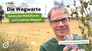 Die Wegwarte  Heimische Wildpflanze Kaffee  Ersatz und Insektenmagnet Wildform von Chicorée [upl. by Eislek224]