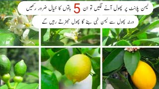 Lemon plant pr phool ane lagen tu ye 5 kam zaror kren  Lemon care and tips [upl. by Richers521]