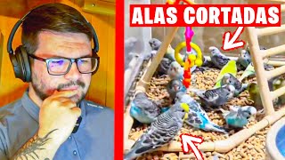 YOUTUBERS COMPRAN PERIQUITOS CON LAS ALAS CORTADAS [upl. by Savihc]