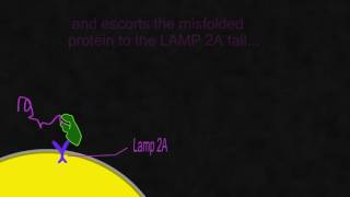 Chaperone mediated autophagy [upl. by Rother876]