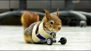 Turkish squirrel who lost front paws gets prosthetic set of wheels [upl. by Bonnibelle725]