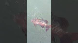 Mangrove Jack Fish Fishing Live Tiger Prawn Bait fishing fishinglife mangrovejack [upl. by Ettecul]