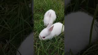 🐰🐇🪶🥀🪷🐀 chorki networkerbaire originalfilmsong viralvideo rabbit [upl. by Nicolai]