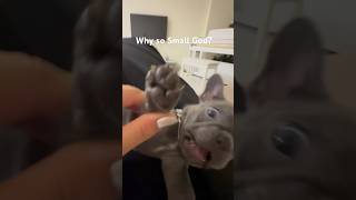 Why So Small God Cara is a fish or Bulldog fish dog funny funnydogs love smallyoutuber uae [upl. by Htinnek]