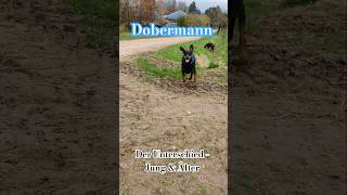 Dobermann Unterschied jung amp älterDie Ruhe vor dem Sturm  Bonny amp Adele shortvideo dobermann [upl. by Lincoln]