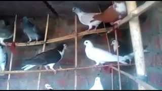 Agra Beautiful pigeons 100 [upl. by Nett830]