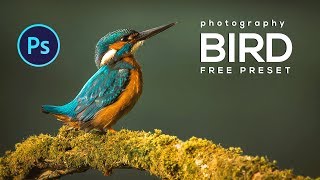 How to edit Bird Photography using Photoshop  Free Preset included [upl. by Asseret]