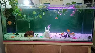 Dr Fishology is live  Aquarium upgrade [upl. by Nac]