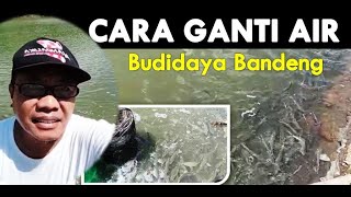 CATAT  WAKTU DAN CARA PENGGANTIAN AIR BUDIDAYA BANDENG [upl. by Dina768]