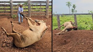 COLOCANDO CABRESTO NA POTRA BRAVA 😱 [upl. by Aurie]