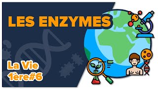 Les enzymes des biomolécules aux propriétés catalytiques SVT  LA VIE 1ère spé 6  Mathrix [upl. by Michelle]