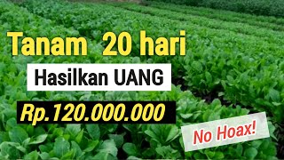 7 TANAMAN SUPER CEPAT MENGAHASILKAN UANG  MUDAH DITANAM [upl. by Ystap696]