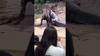 SEEKOR MACAN TUTUL BERHASIL MENAKLUKKAN INDUK BUAYA RAWA RAKSASA Part 2 animals foryou [upl. by Enytsuj736]