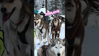 🐶LUUKKU 20 huskyjoulukalenteri [upl. by Lowenstein]