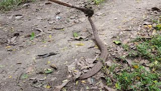 আমাদের গ্রামে রাসেল ভাইপার 🐍 BDS Official Vlog [upl. by Doownyl281]