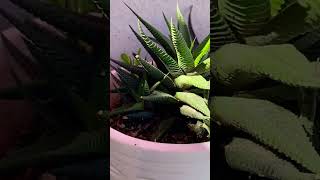 Propagation Ways haworthia haworthialimifolia plants [upl. by Cung]