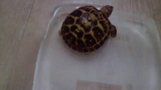 comment prendre le bain de sa tortue [upl. by Par]