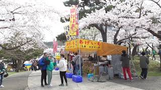 函館公園 桜【北海道・函館市】 20230422 Hakodate Park Sakura（Japan） [upl. by Arni720]