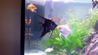 Angel Fish Fighting  Tropical Fish  Community Fish Tank [upl. by Watt]