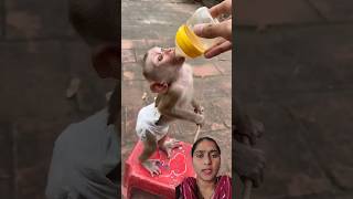 Dudu pienge Dudu pienge cute babymonkey monkeymoments monkey milk viralreels [upl. by Ashman]