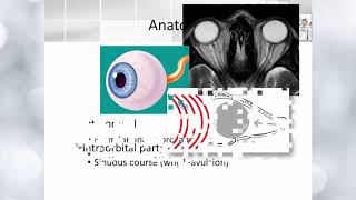 Optic nerve anatomy [upl. by Weismann]