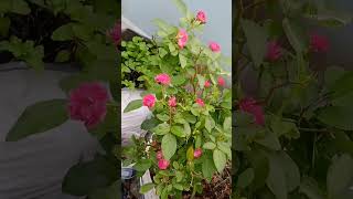 Terrace garden en Roja neeya mini roses Gardening videos Love nature Rose 🌹🌹🌹🌹🌹 [upl. by Reamy]