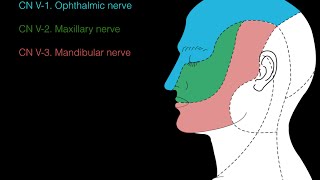 Sensation of the face [upl. by Waterman]