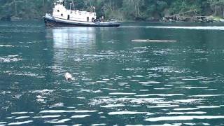 Pacific Herring run in Dodd Narrows BC [upl. by Ahseihs]