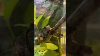 Gray tree frog  Short Shorts ytshor ytsho crazyfrog [upl. by Nnitsuj88]