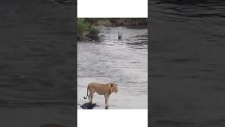 “Lion’s Daring River Escape from a Crocodile Attack [upl. by Lanae]